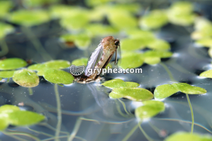 Moustique - Métamorphose du moustique (4) - gryphea.com
